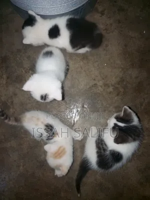 0-1 month Female Mixed Breed Persian