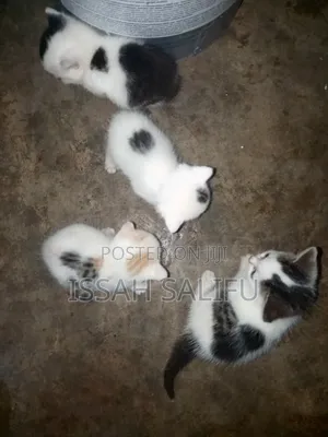 0-1 month Female Mixed Breed Persian