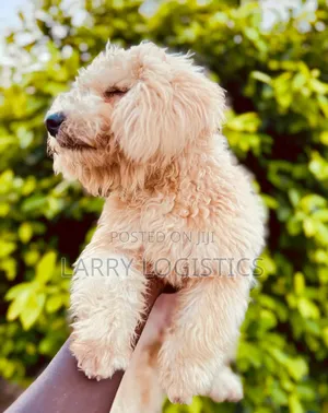 3-6 months Female Purebred Poodle
