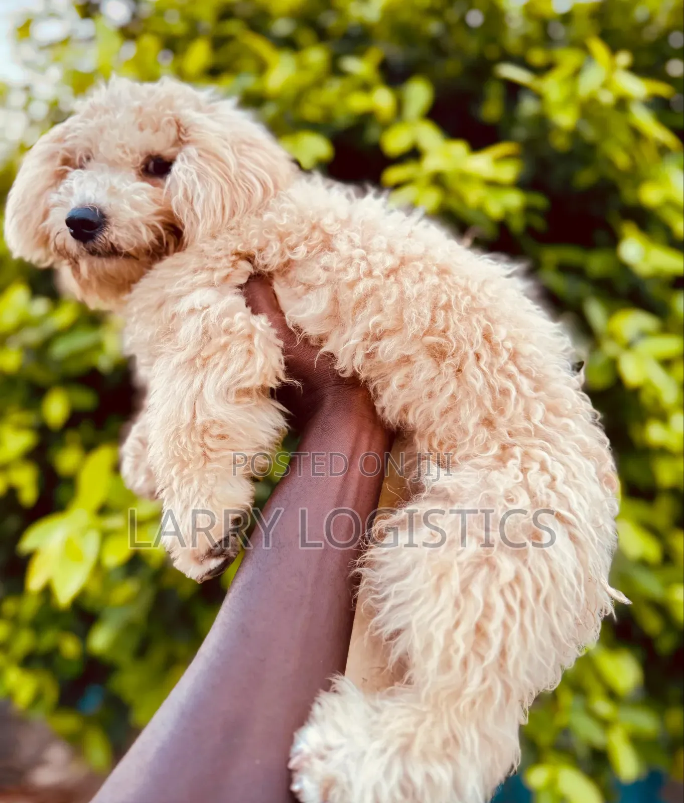 3-6 months Female Purebred Poodle