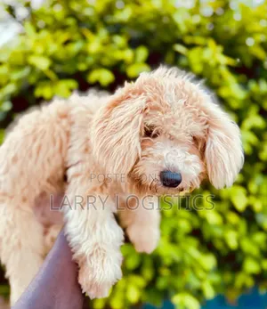 3-6 months Female Purebred Poodle