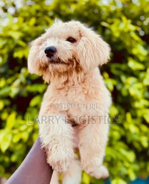 3-6 months Female Purebred Poodle