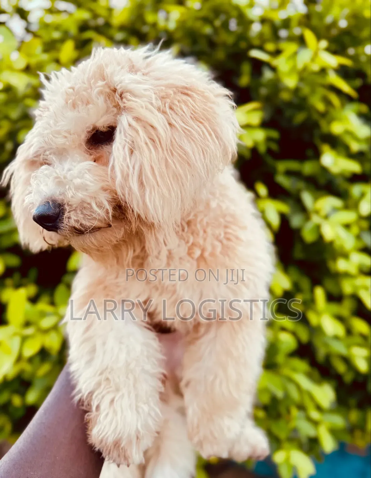 3-6 months Female Purebred Poodle