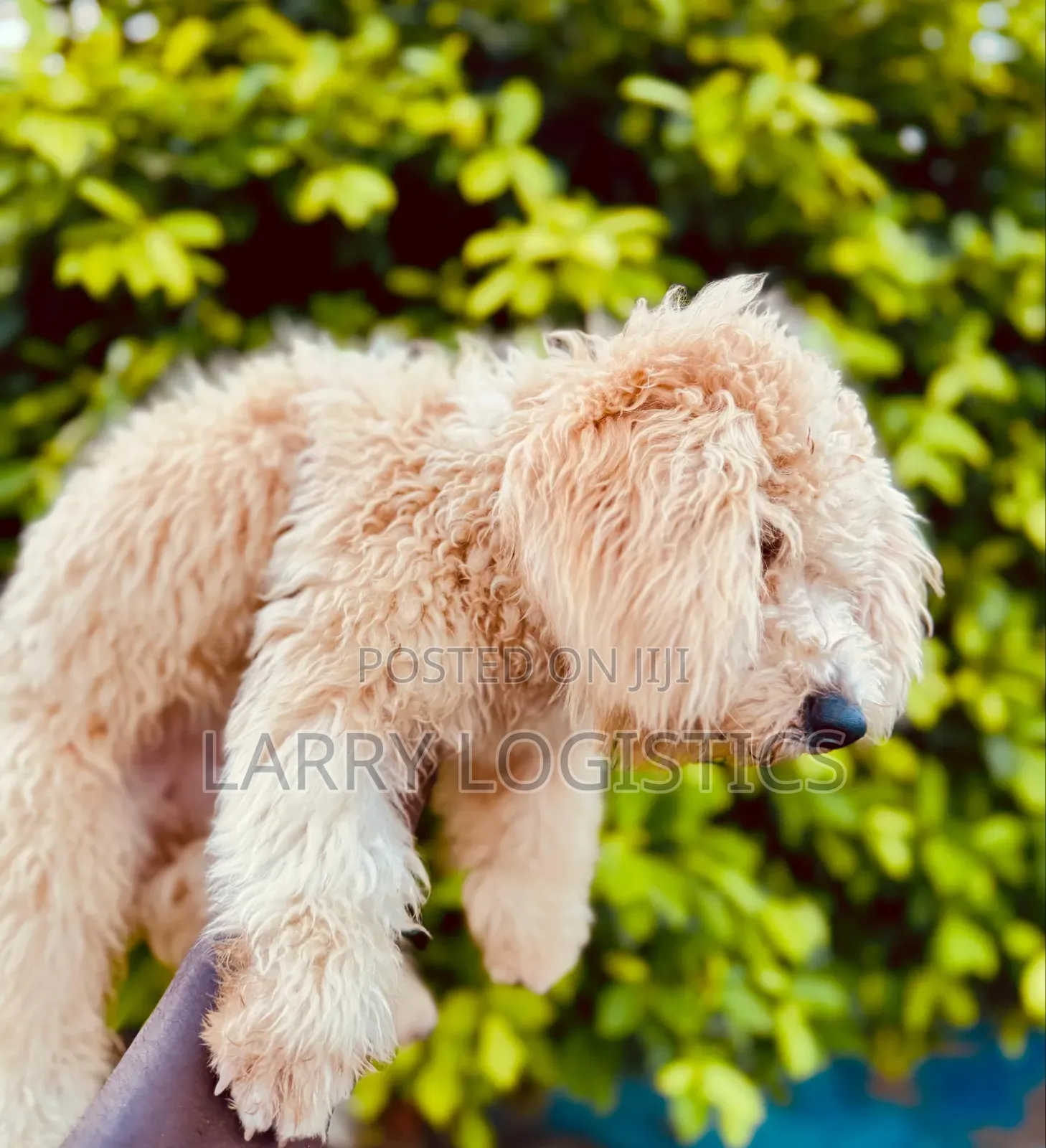 3-6 months Female Purebred Poodle