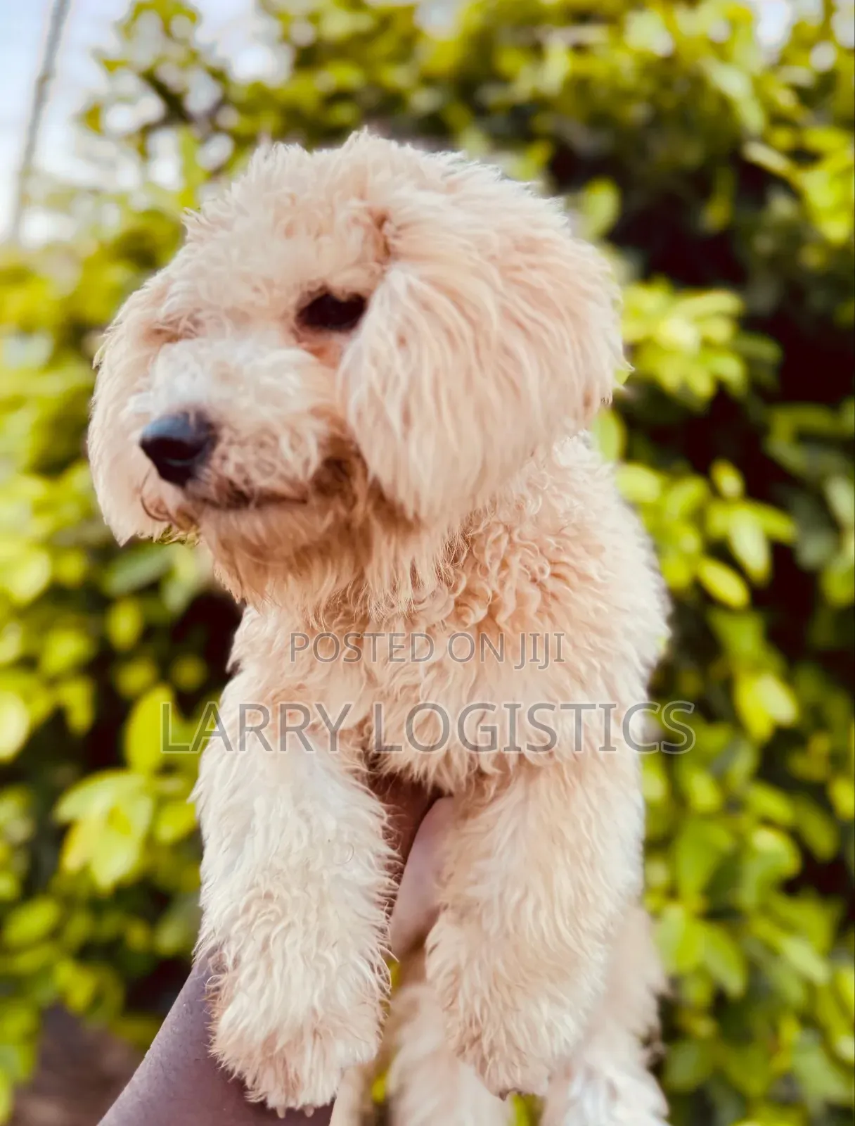 3-6 months Female Purebred Poodle