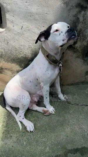 1+ year Female Purebred American Bully