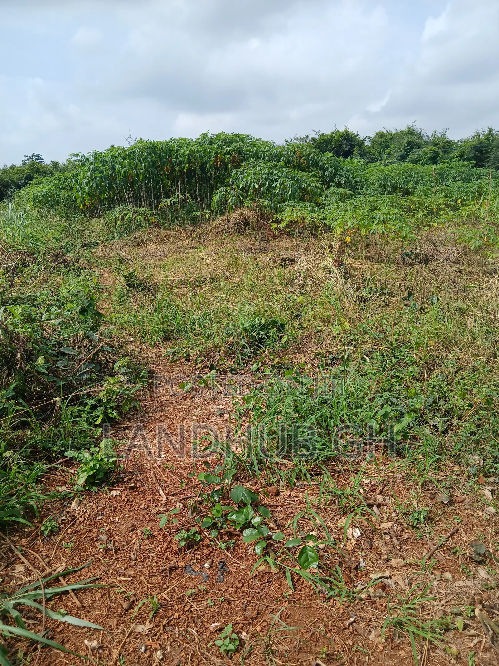Farm/Residential Land Aburi-Nsawam