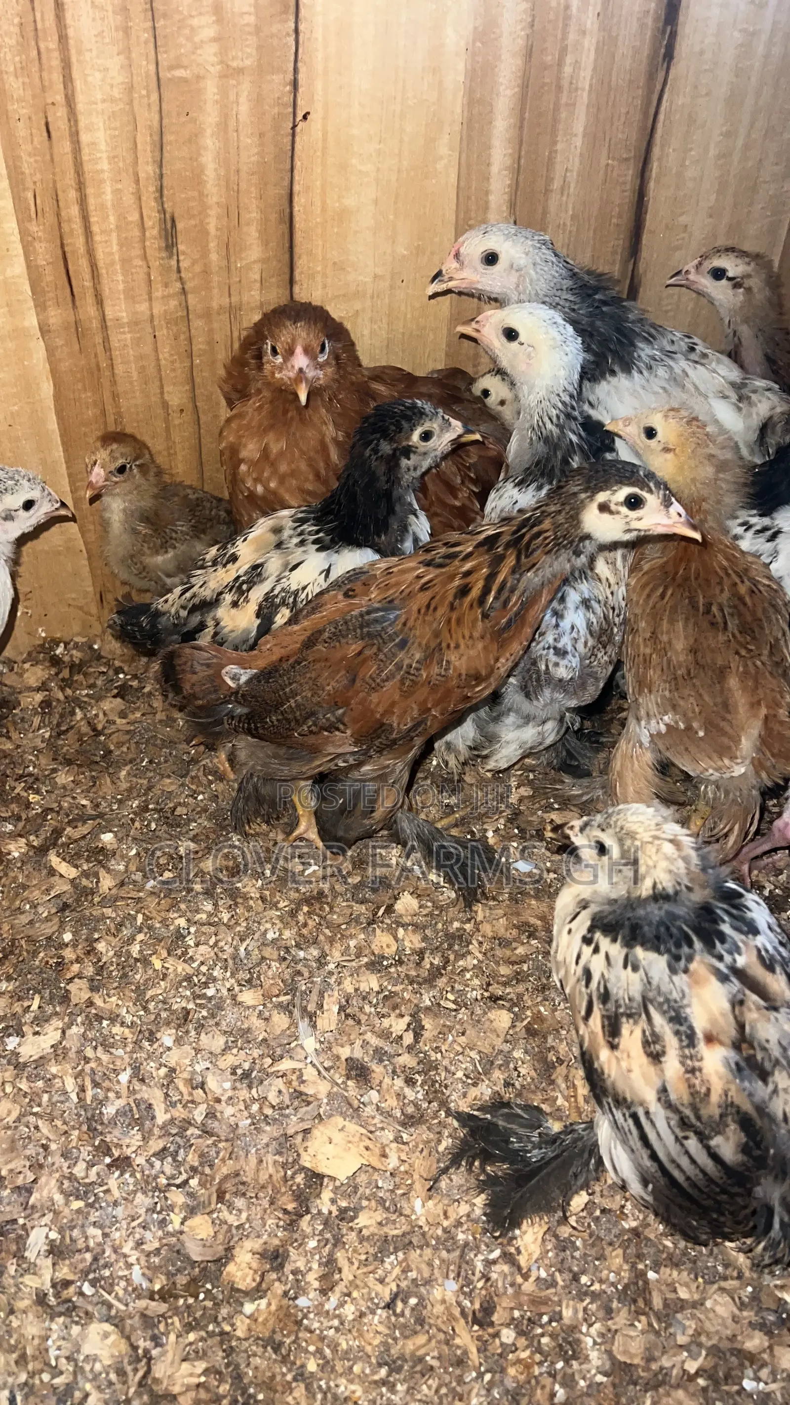 Purebreed Brahma One Month Old
