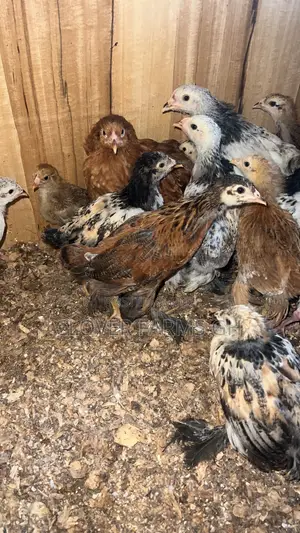 Purebreed Brahma One Month Old