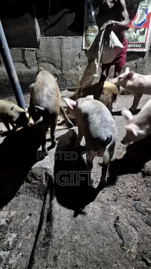L N I Pig Farming