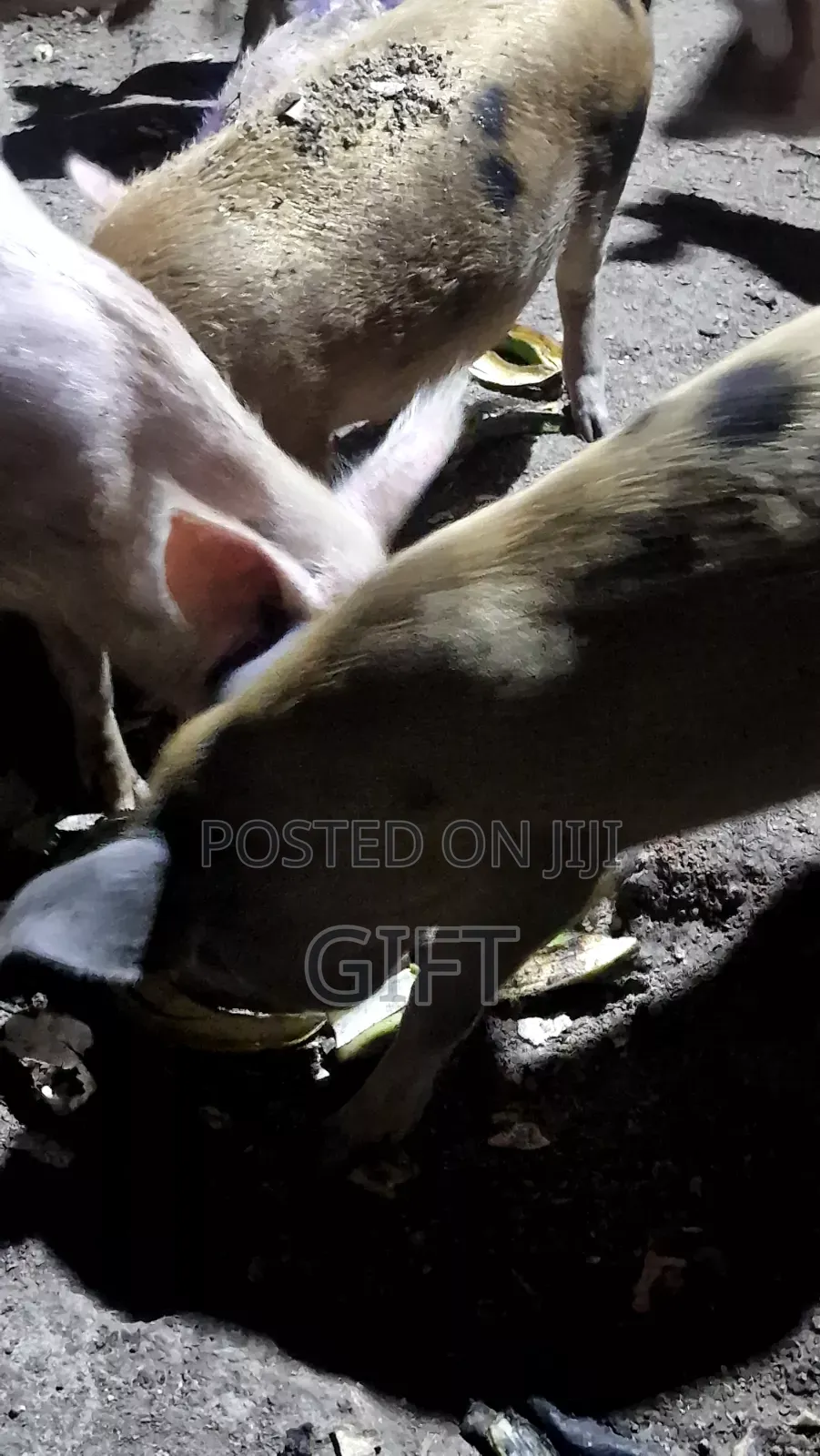 L N I Pig Farming