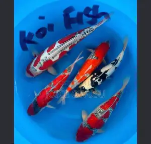 Food, Fish, Black Tobacco and Sweetener