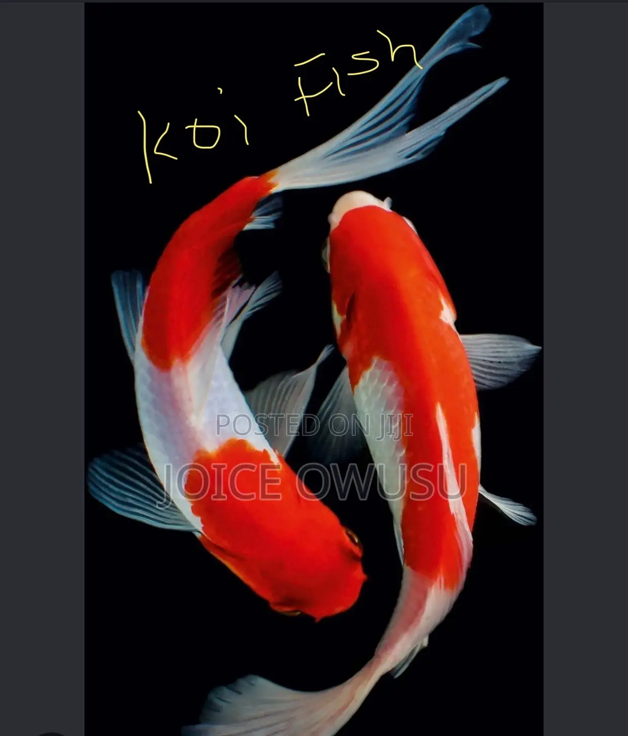 Food, Fish, Black Tobacco and Sweetener