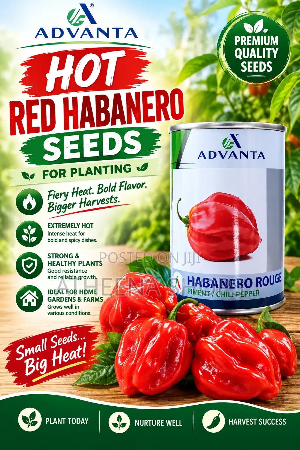 Hot Habanero Pepper Seeds (50 Grams)