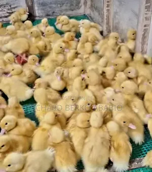Jumbo Pekin Ducklings. 1 &2 Weeks