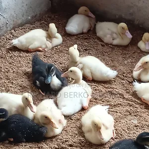 Jumbo Pekin Ducklings. 1 &2 Weeks