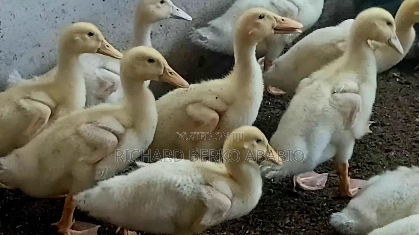 Jumbo Pekin Ducklings. 1 &2 Weeks