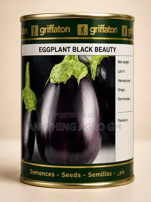 Eggplant Black Beauty