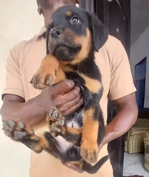 1-3 months Female Purebred Rottweiler