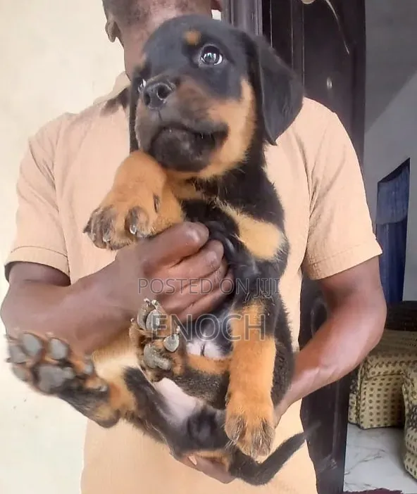 1-3 months Female Purebred Rottweiler
