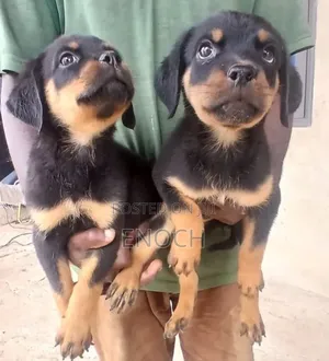 1-3 months Female Purebred Rottweiler