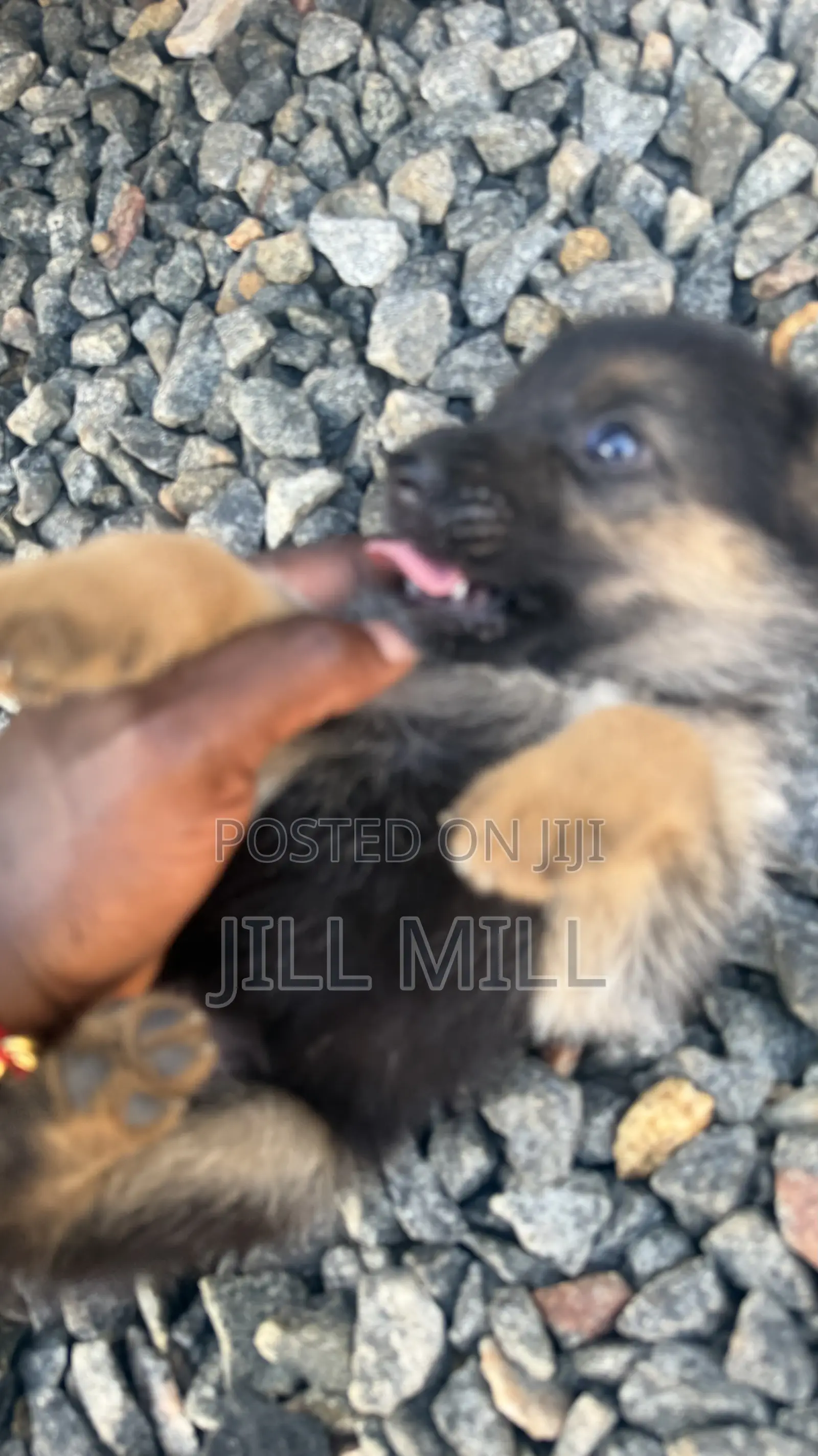 1-3 months Female Purebred German Shepherd