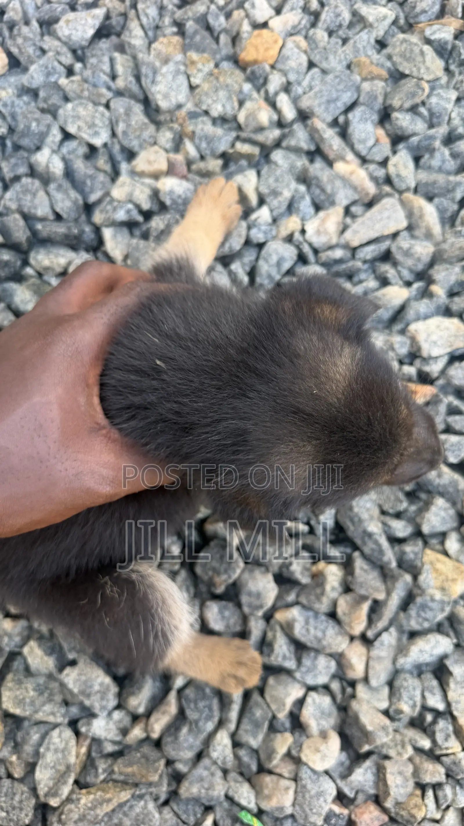 1-3 months Female Purebred German Shepherd