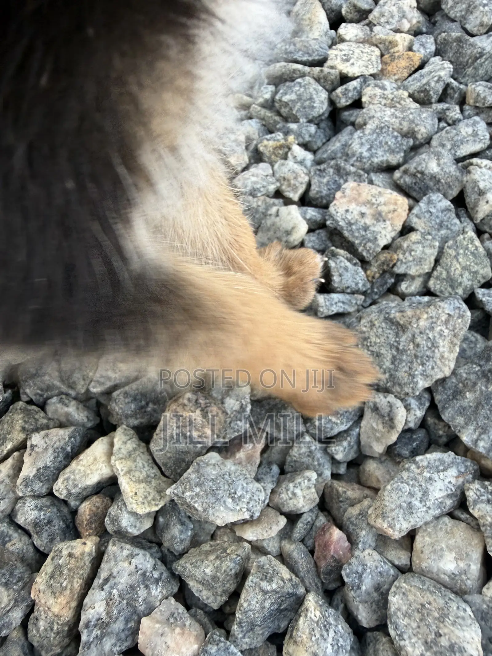 1-3 months Female Purebred German Shepherd
