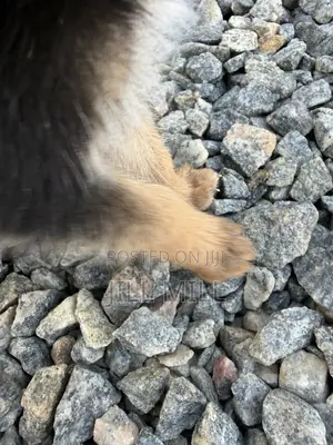 1-3 months Female Purebred German Shepherd