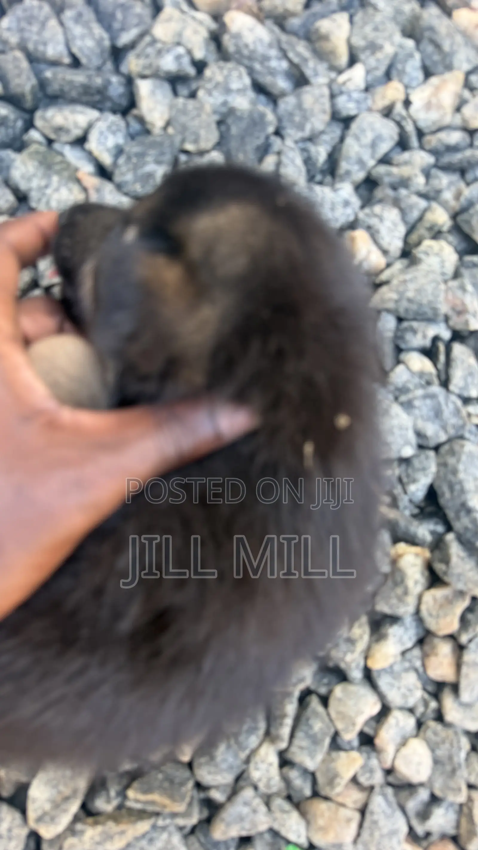 1-3 months Female Purebred German Shepherd
