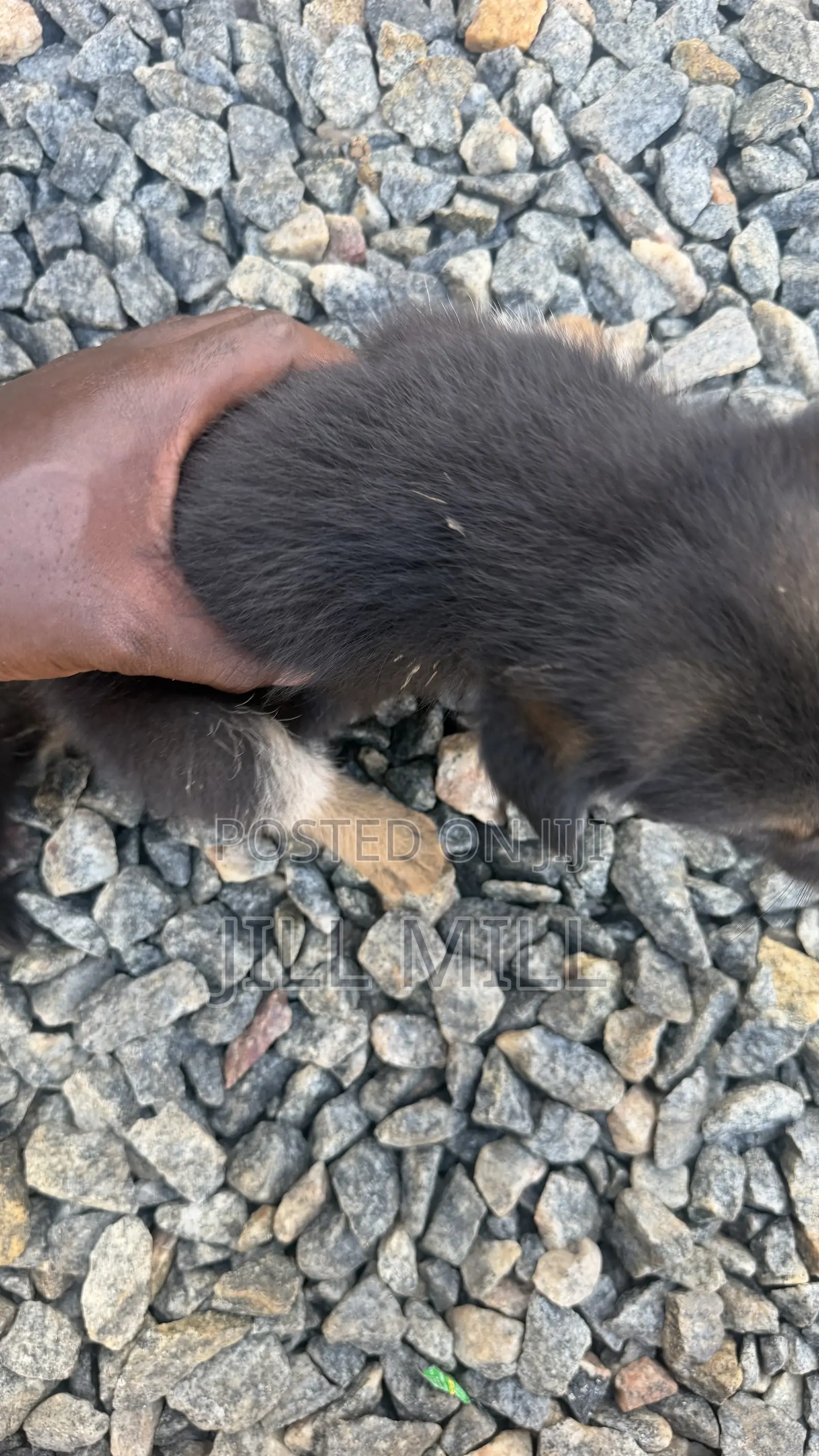 1-3 months Female Purebred German Shepherd