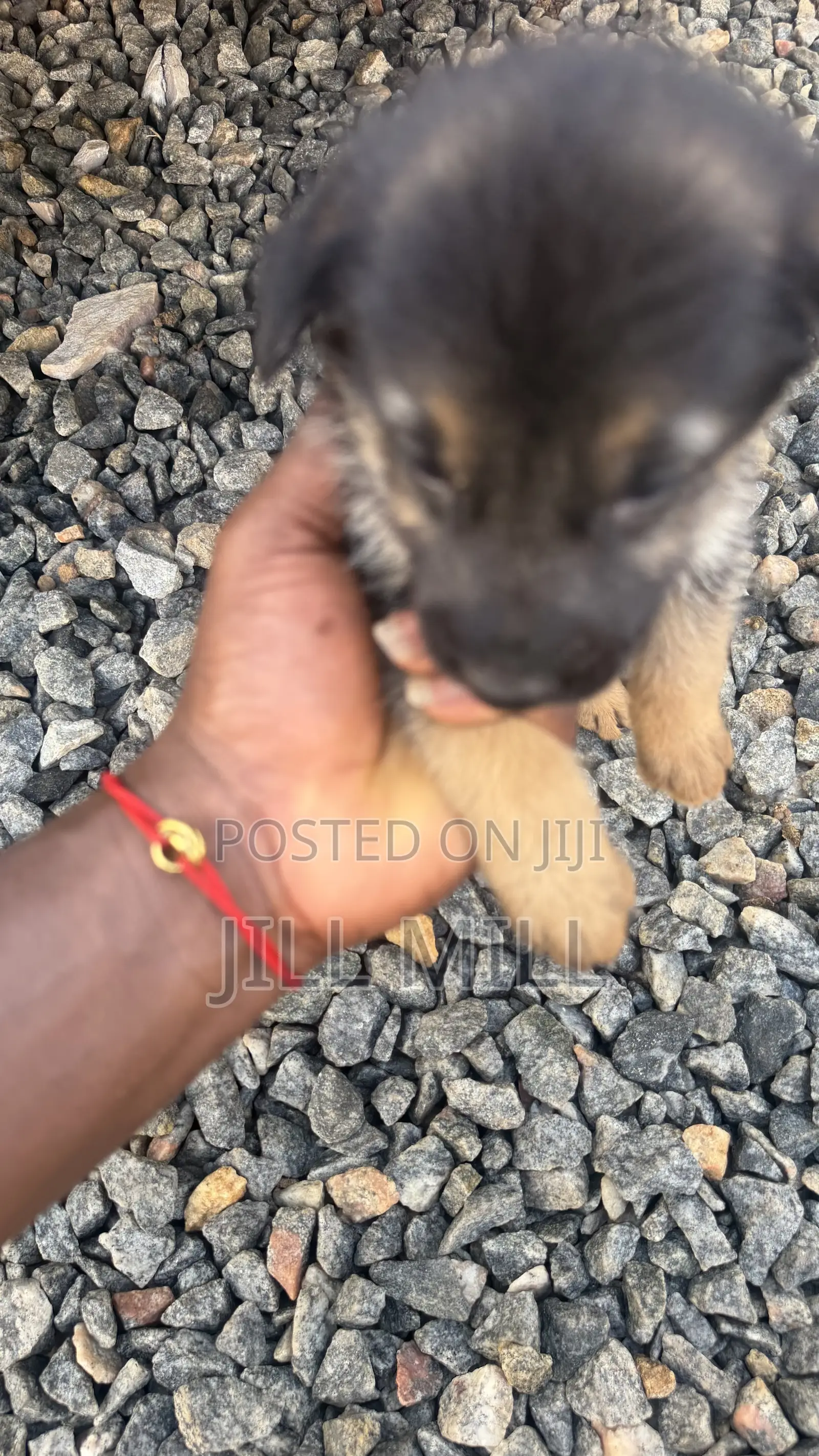 1-3 months Female Purebred German Shepherd