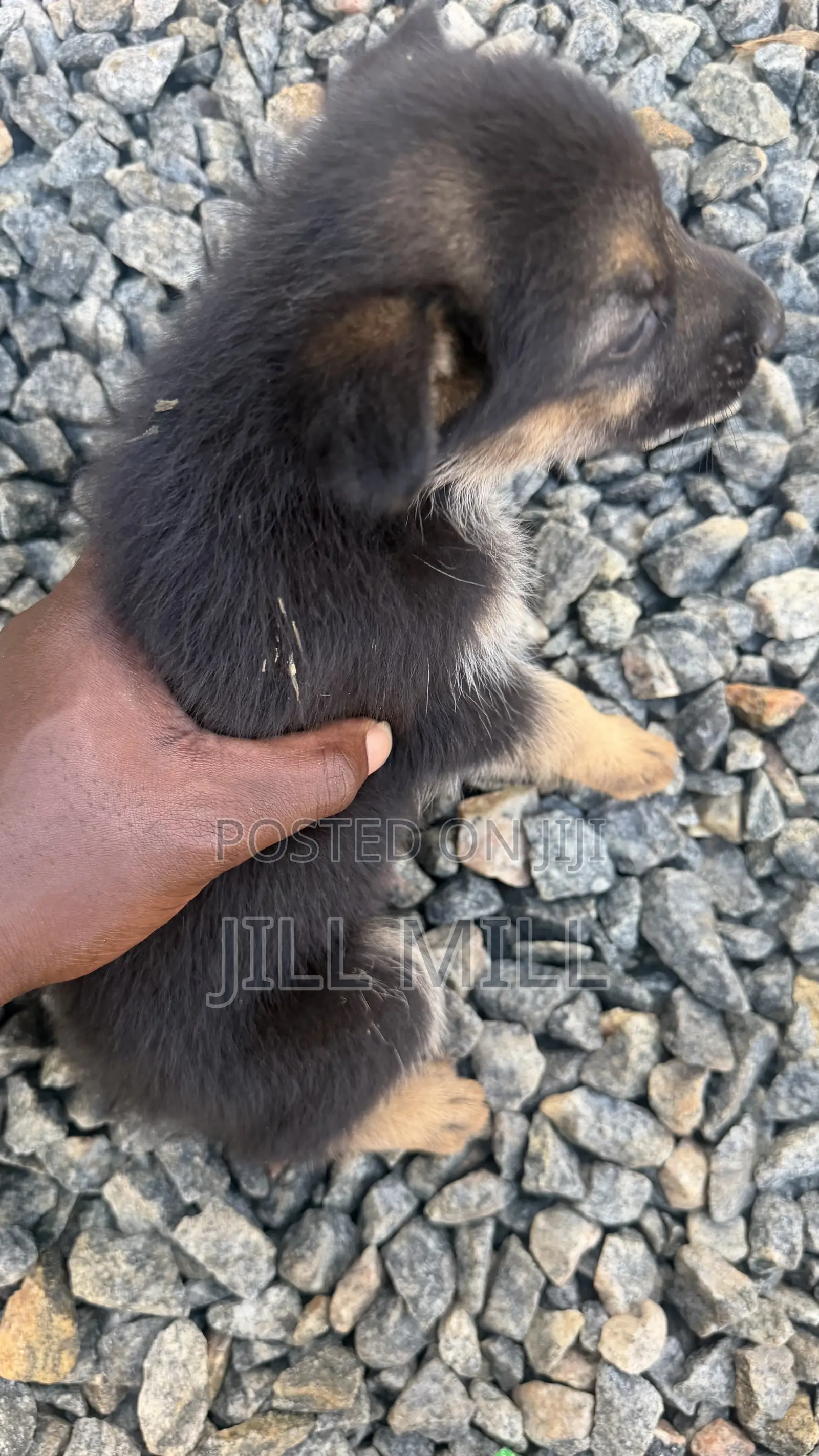 1-3 months Female Purebred German Shepherd
