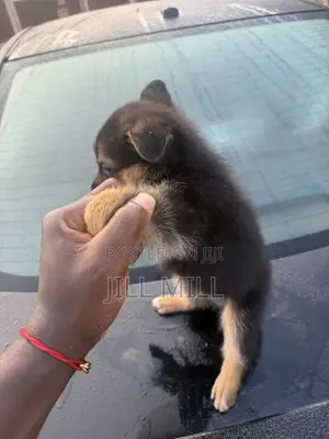 1-3 months Female Purebred German Shepherd