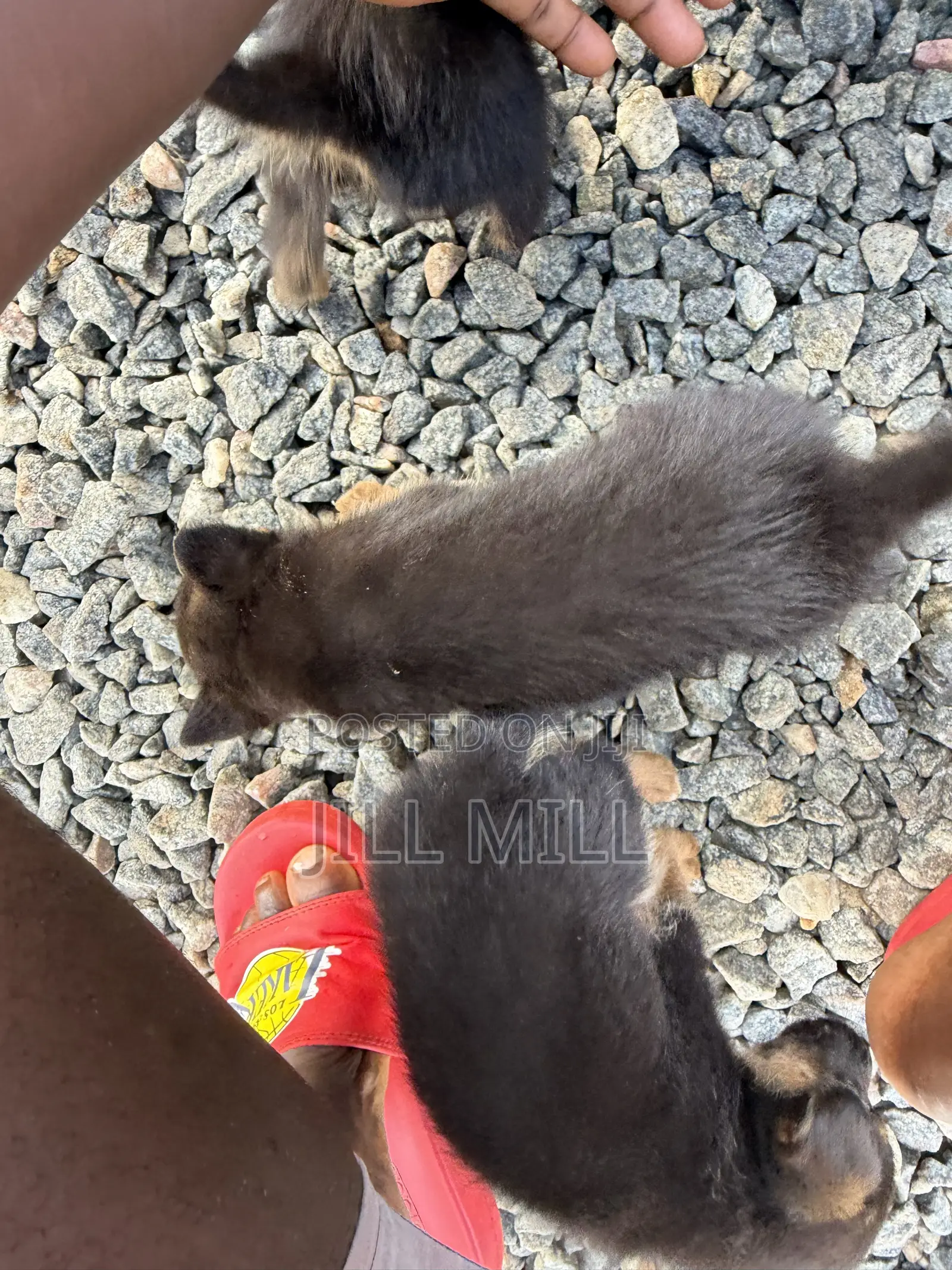 1-3 months Female Purebred German Shepherd