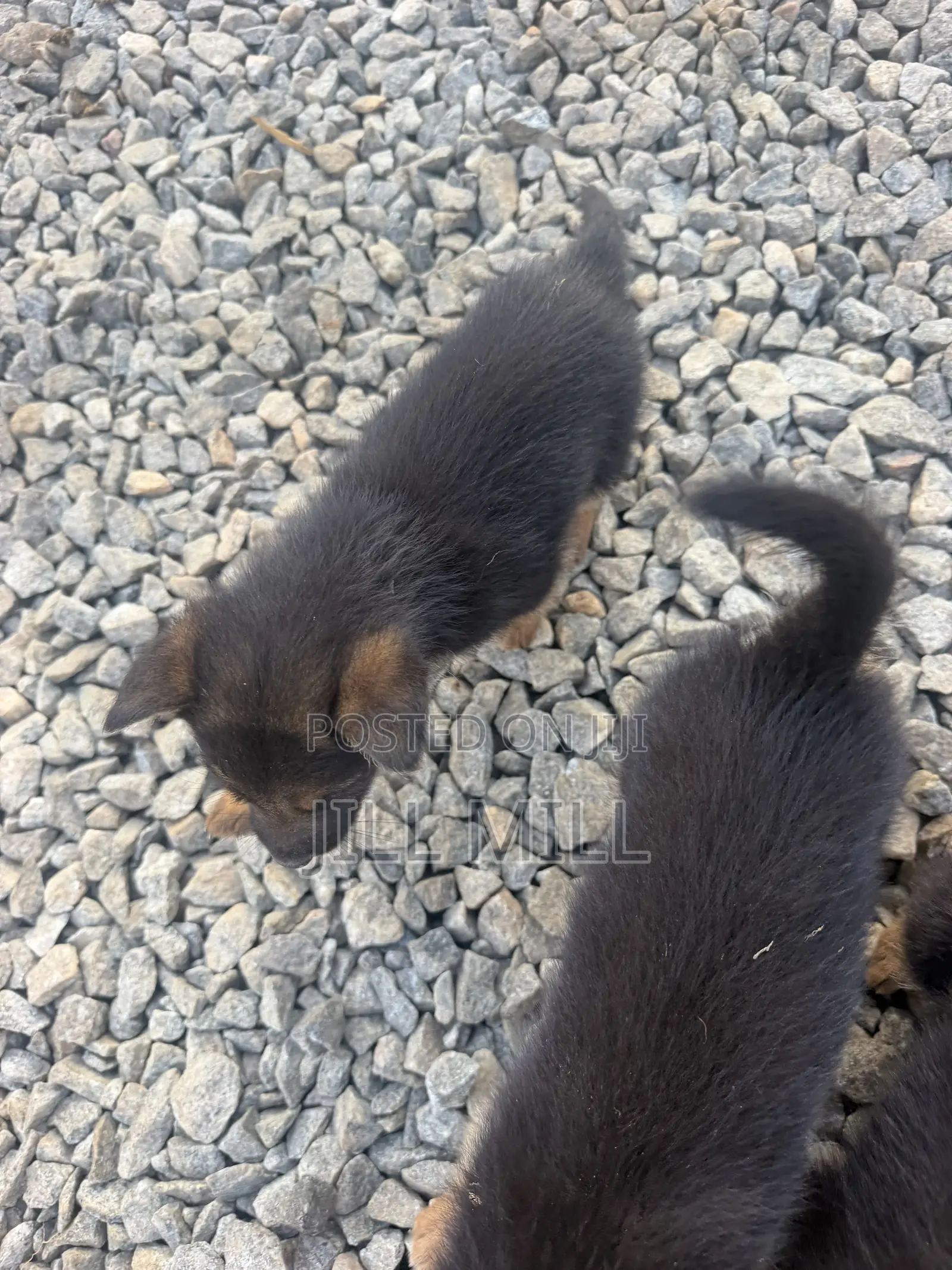 1-3 months Female Purebred German Shepherd