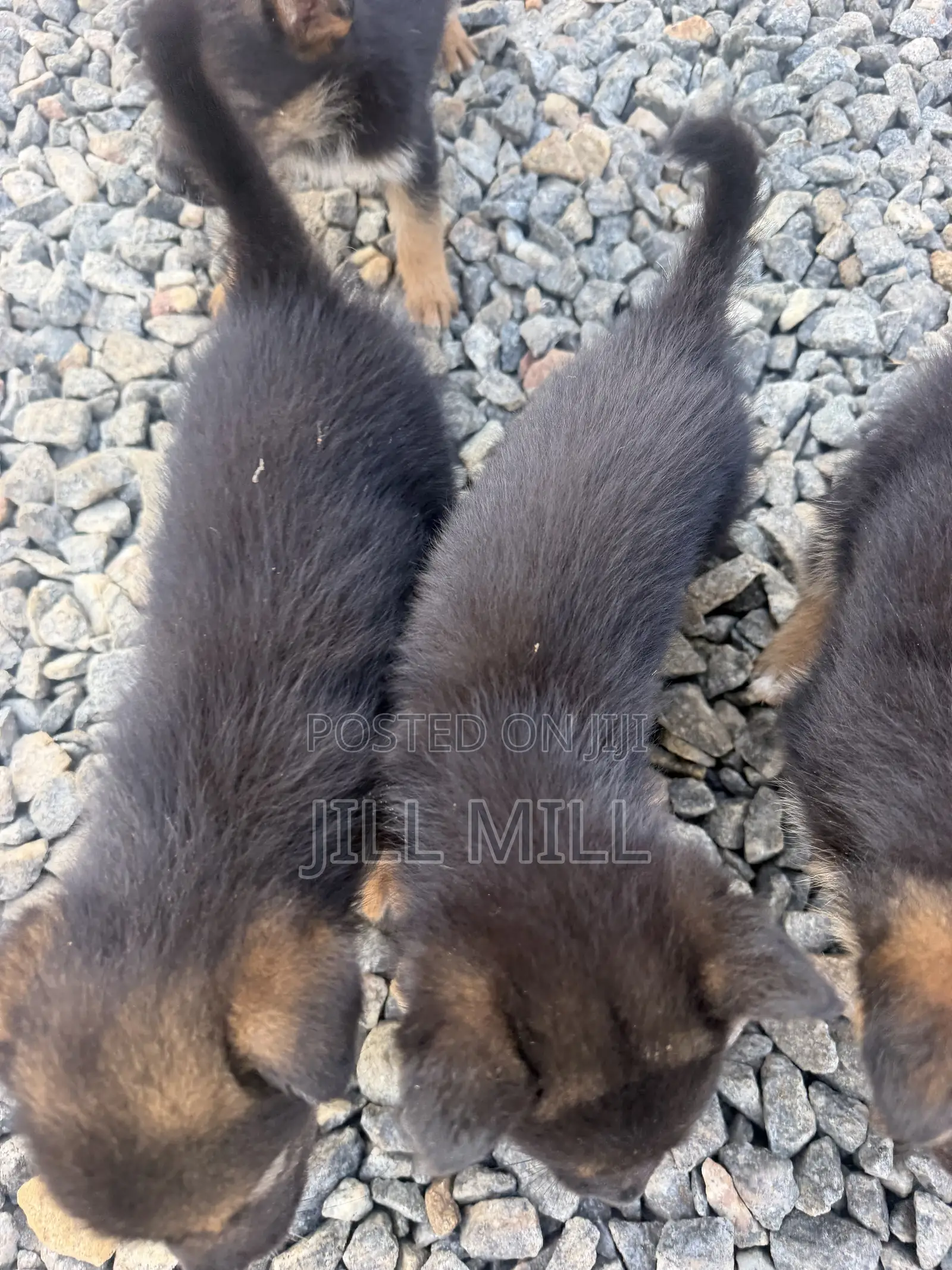 1-3 months Female Purebred German Shepherd