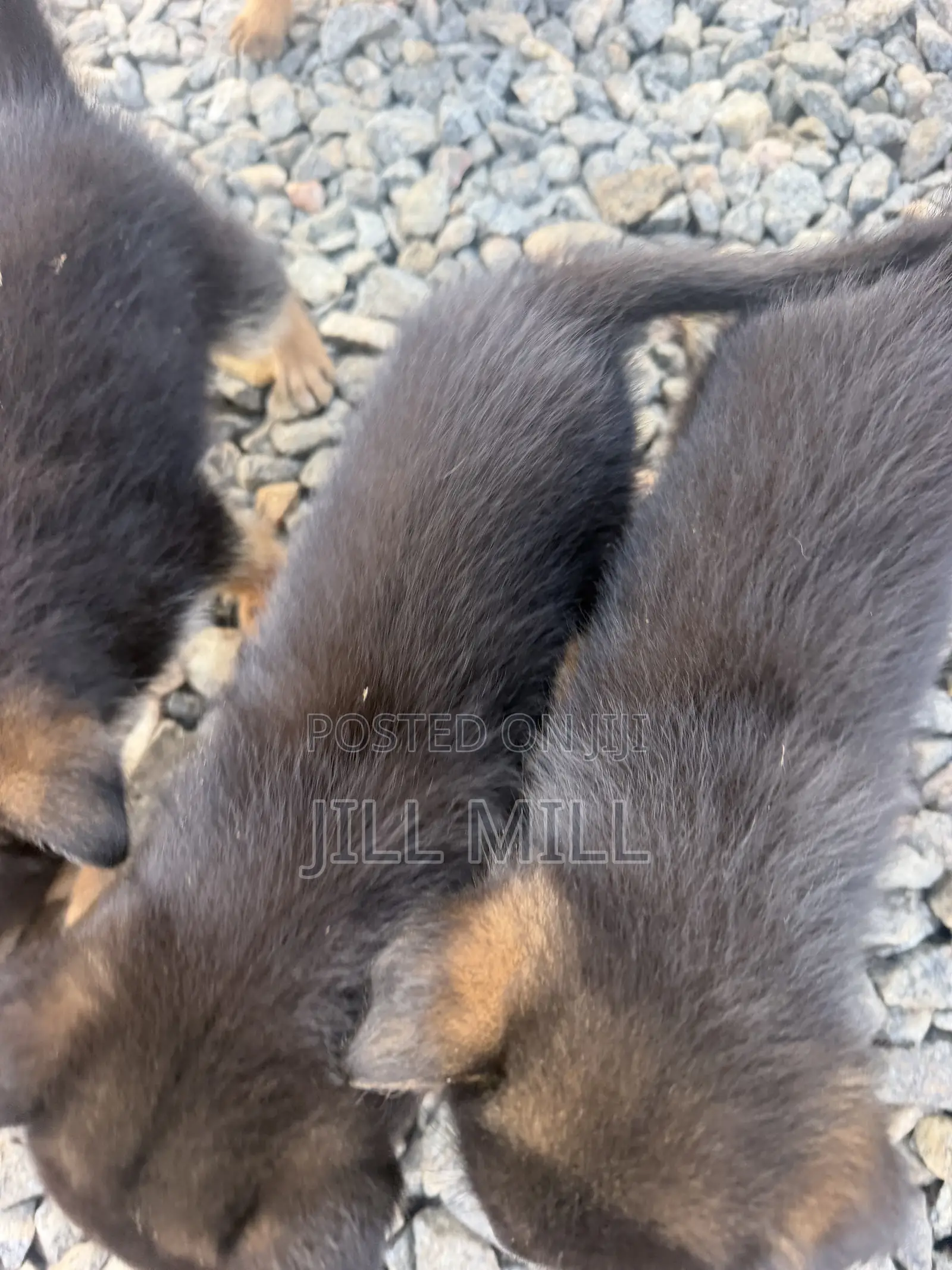 1-3 months Female Purebred German Shepherd
