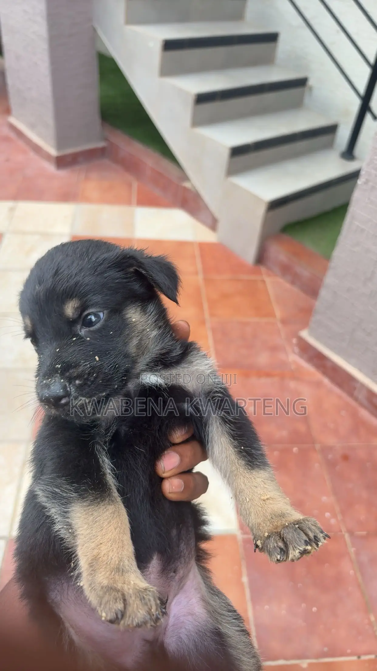 1-3 months Male Purebred German Shepherd