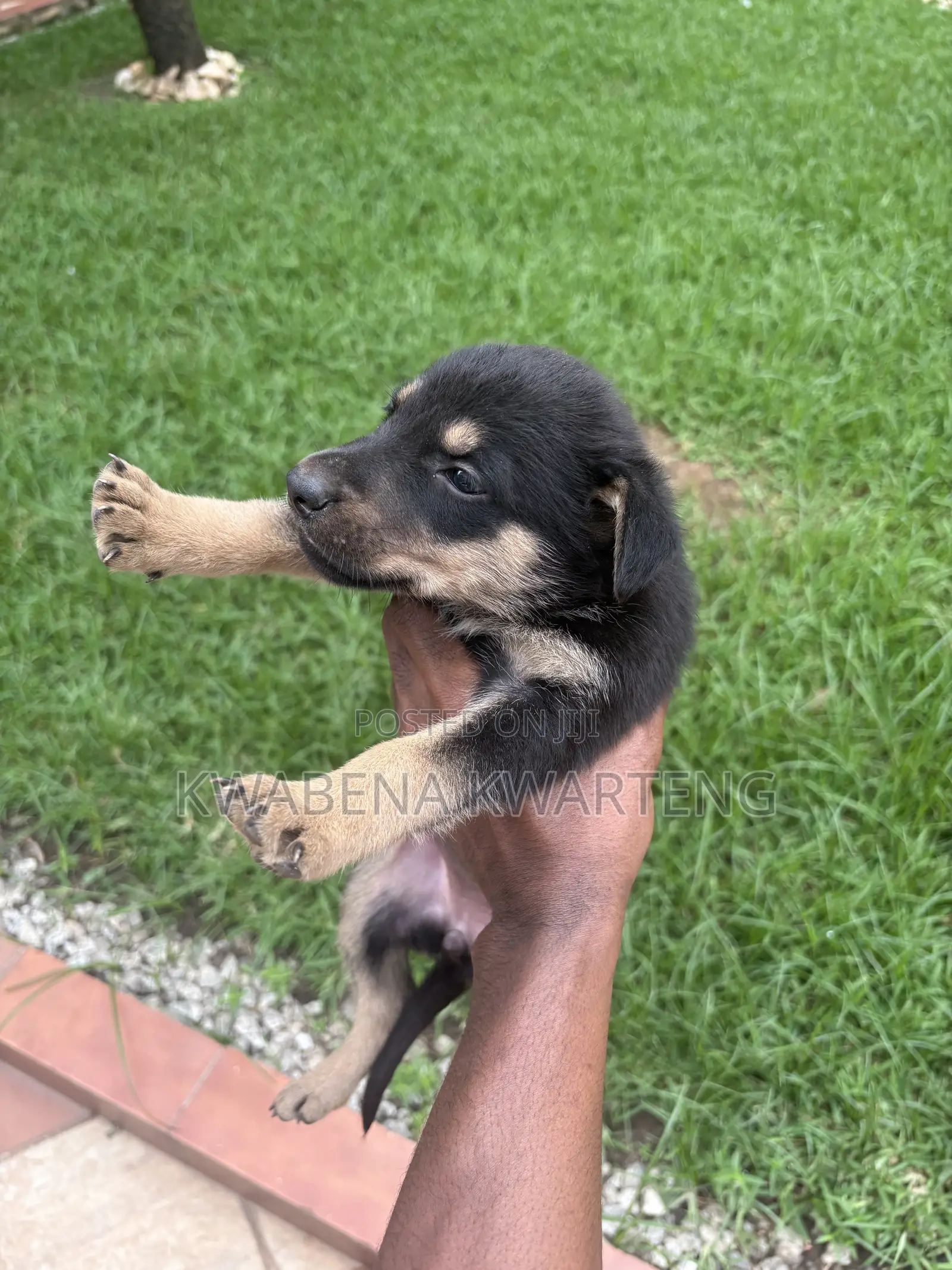 1-3 months Male Purebred German Shepherd