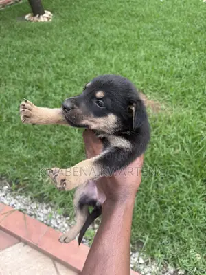 1-3 months Male Purebred German Shepherd