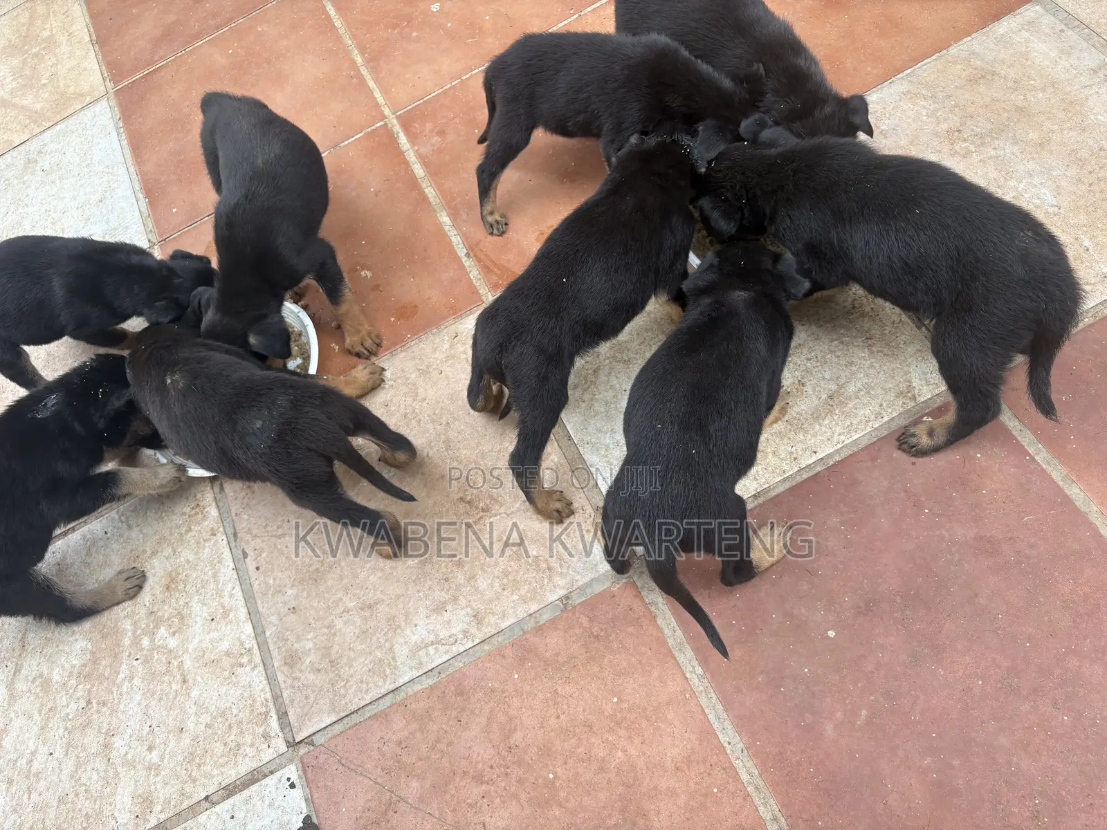 1-3 months Male Purebred German Shepherd