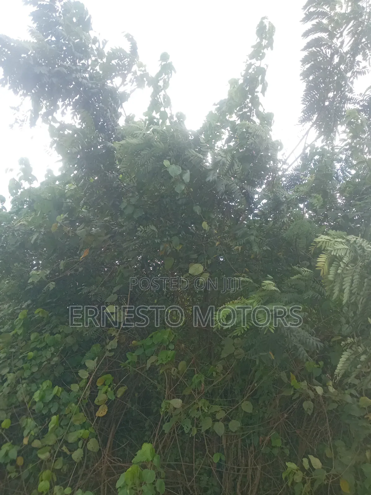 1 Plot of Land for Sale