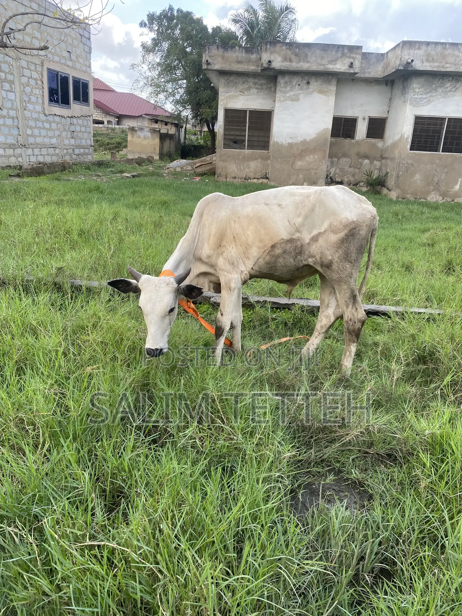 Cow for Normal Price