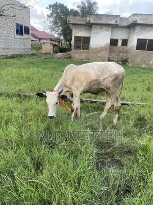 Cow for Normal Price