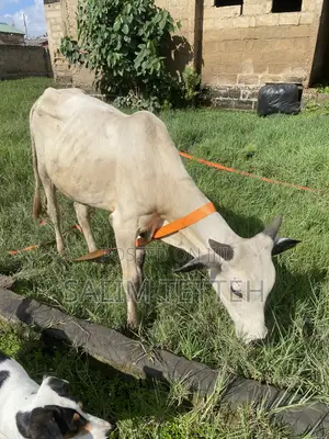 Cow for Normal Price