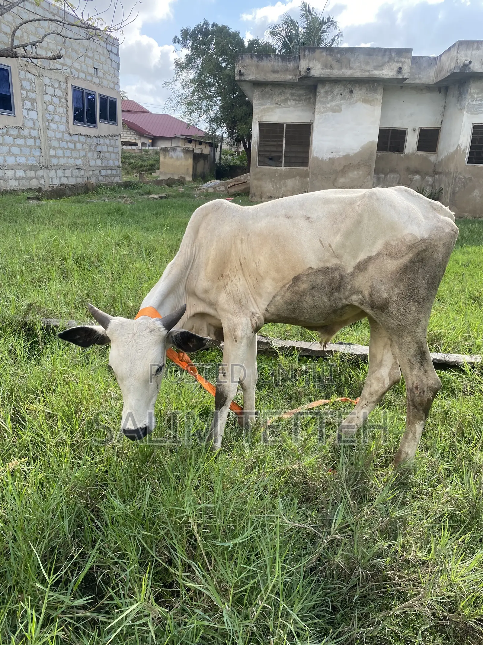 Cow for Normal Price