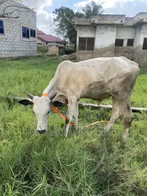 Cow for Normal Price