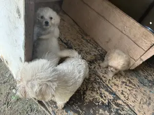 1-3 months Female Purebred Poodle