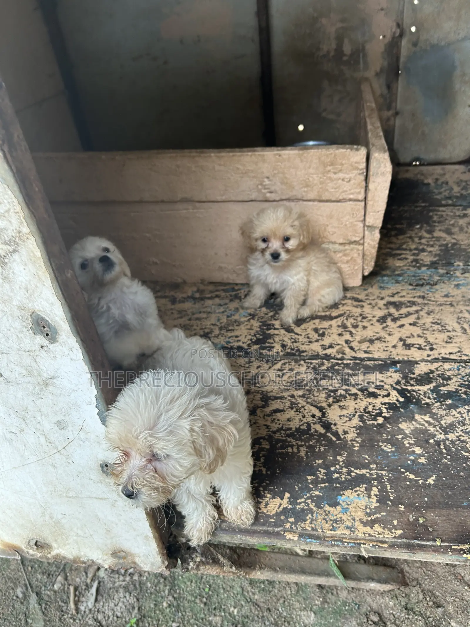 1-3 months Female Purebred Poodle